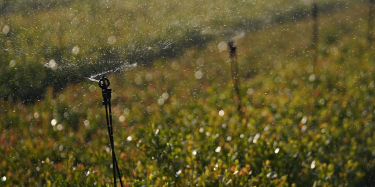 Sprinkler Irrigation System in India: Advanced Micro Sprinklers & Mini Sprinklers for Field Crops and Orchards