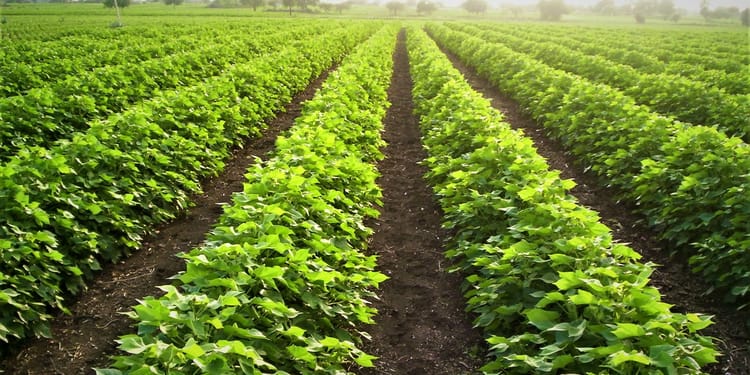 Water-use Efficiency in Agriculture with Precision Irrigation