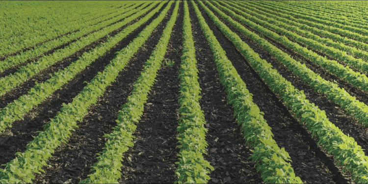 Precision Irrigation Solutions For Row Crops