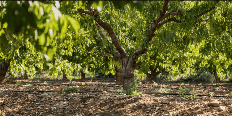 Precision Irrigation Solutions For Horticultural Crops