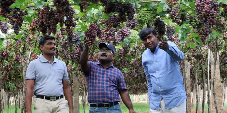 Crops Suitable for Drip Irrigation