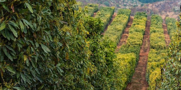  RECORD YIELDS AND SUPER-FAST ROI ON AVOCADO FARMING