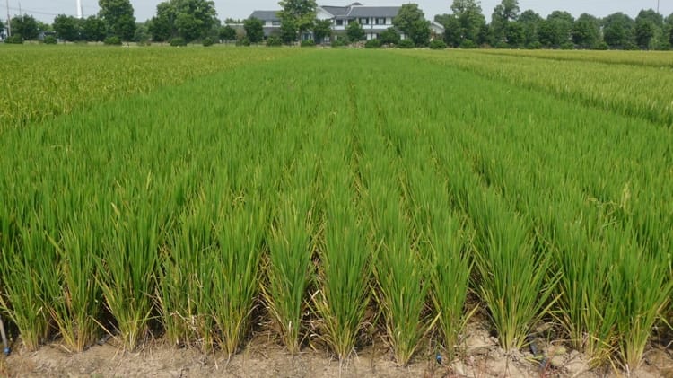 Banner The Success Story of Mr. Parthasarathy, the Award-Winning Rice Farmer from Tamil Nadu!