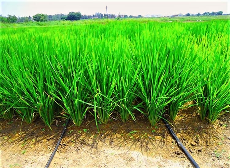 Rice field in India