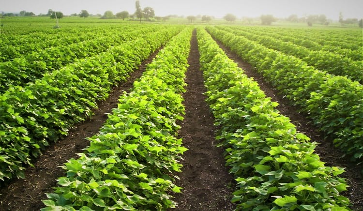 Water-use efficiency with precision irrigation