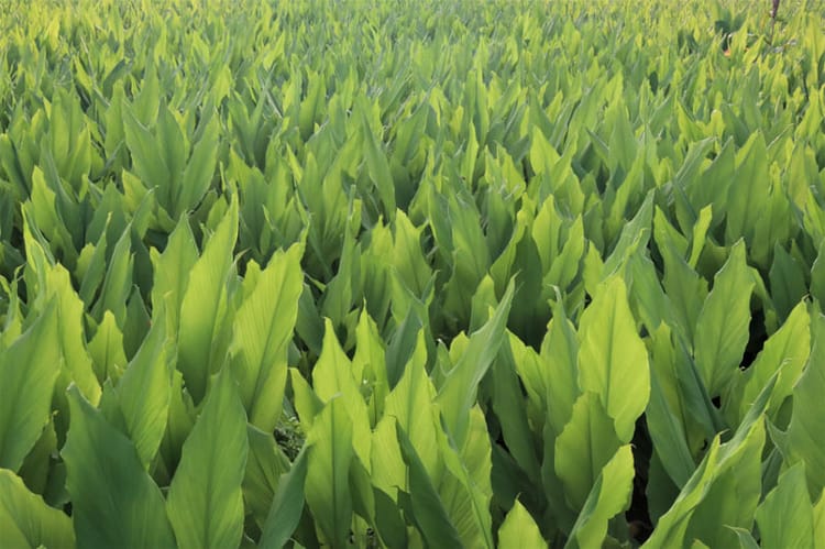Turmeric field in Maharashtra, India