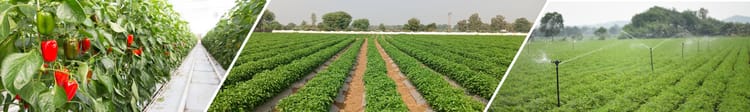Banner Precision Fertigation: A Key Technology for Precision Agriculture