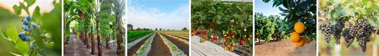Banner Increase Fruit Crop Yield with Netafim Drip Irrigation