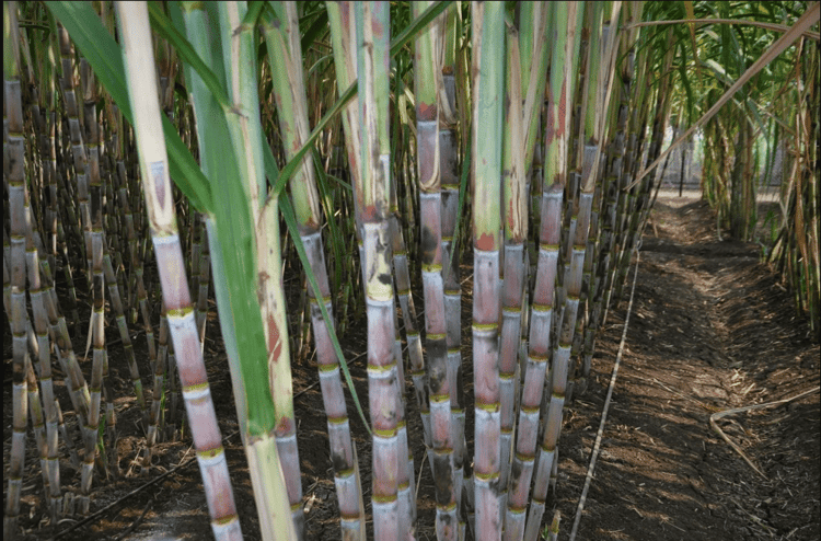 Sugarcane with Driperline