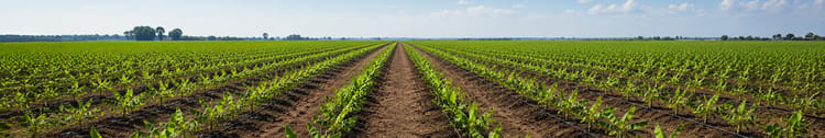 Banner Cost and ROI of Banana Drip Irrigation Per Acre