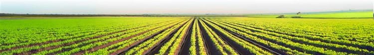 Banner How Toofan Dripline is Reforming Drip Irrigation