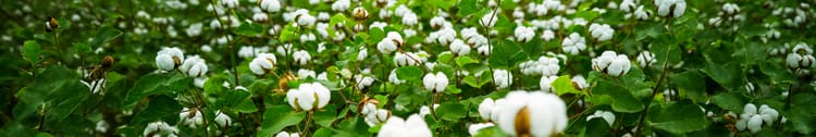 Banner Cost-Benefit Analysis of Drip Irrigation for Cotton