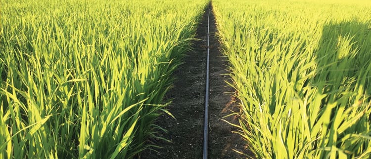 Will Rice Cultivation Save the World?