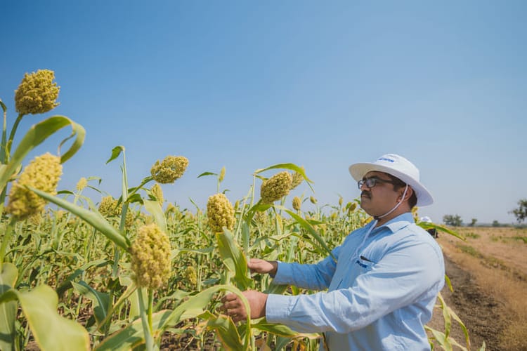 Sorghum crop Agronomist