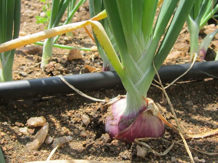 Onion with Dripperline 