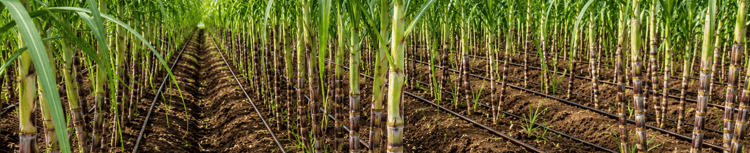 Banner Subsurface Drip Irrigation (SDI) for Sugarcane: Why should farmers adopt it?