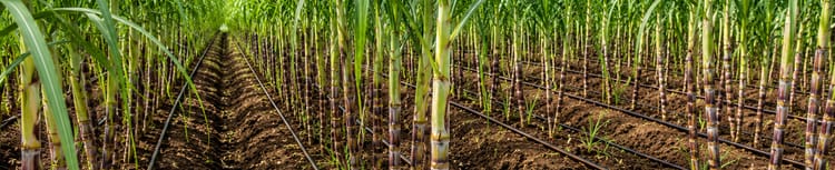 Banner Subsurface Drip Irrigation (SDI) for Sugarcane: Why should farmers adopt it?