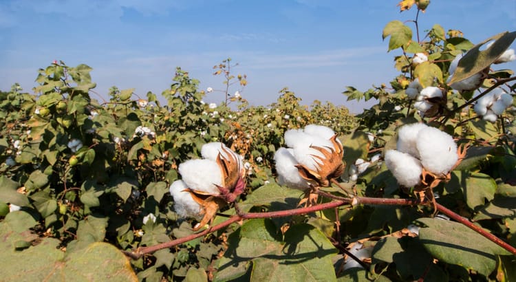 Cotton field of India