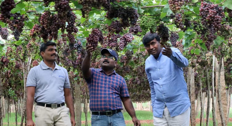 Crops Suitable for Drip Irrigation