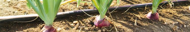 Banner Water Management in Onion Farming: Why Drip is the Future