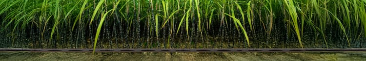 Banner Why Fertigation Matters in Sugarcane