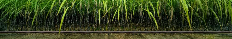 Banner Why Fertigation Matters in Sugarcane