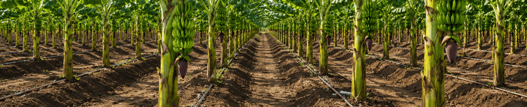 Banner How to Increase Banana Bunch Weight Using Precision Irrigation