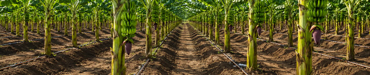 Banner How to Increase Banana Bunch Weight Using Precision Irrigation