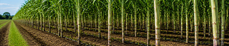 Banner Cost Per Acre for Sugarcane Drip Irrigation in Maharashtra