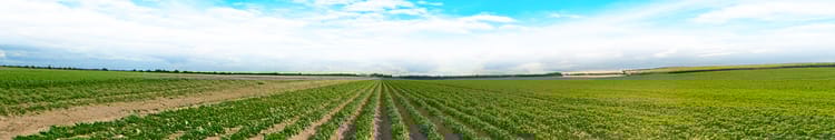 Banner Scaling Up Potato Cultivation with Netafim Drip Irrigation: A Complete Guide