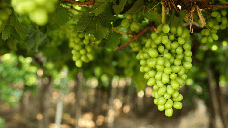 Grape field