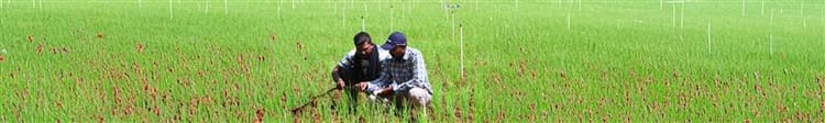 Banner Why Every Farmer Should Switch to Drip Pipe Irrigation Today