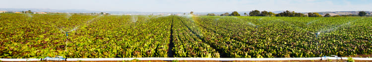 Banner Netafim Drip Irrigation: Smart Farming Solutions for Indian Crops