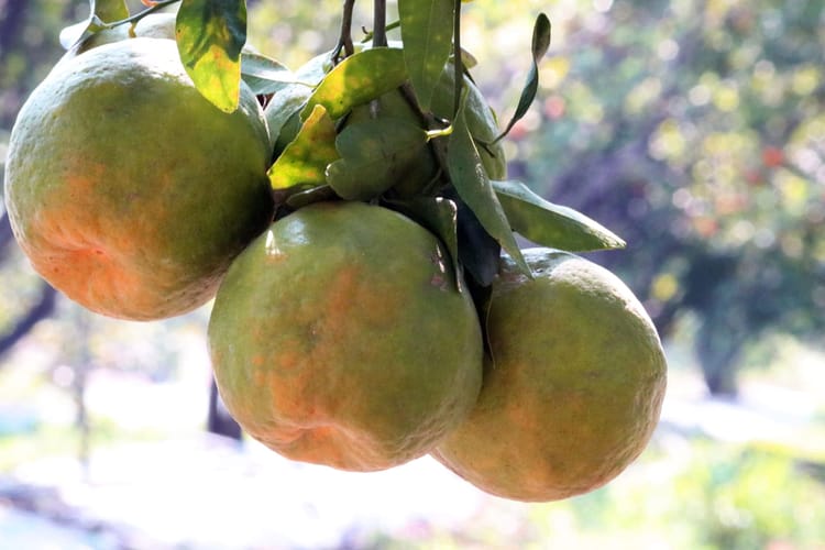Orange hanging from tree