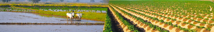 Banner Traditional vs. Drip Irrigation: Which Method is Right for You?