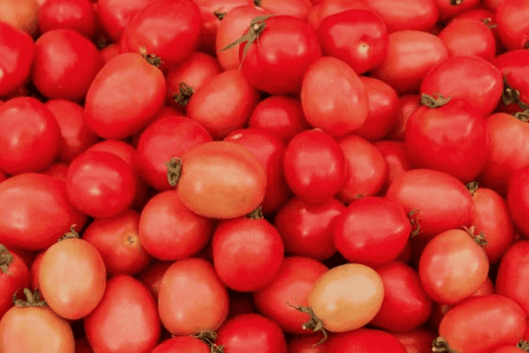 Tomato - 3