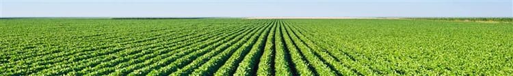 Banner Understanding Drip Irrigation Systems for Healthy Plants