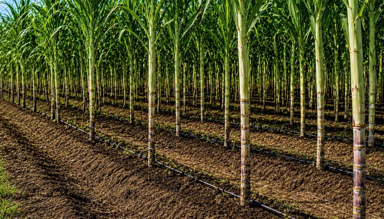 Banner Water Requirement of Sugarcane Under Drip vs Flood Irrigation