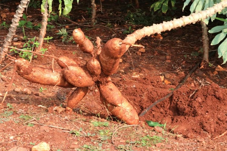 Tapioca roots 