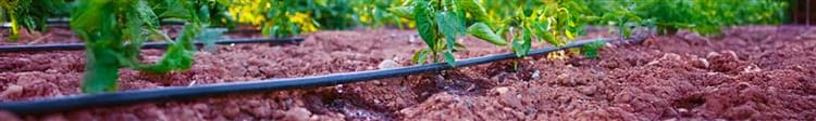 Banner The Benefits of Using Drippers for Precision Irrigation