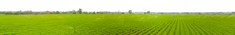 Optimising Crop Growth: The Positive Impact of Sprinkler Irrigation in Successful Farming 