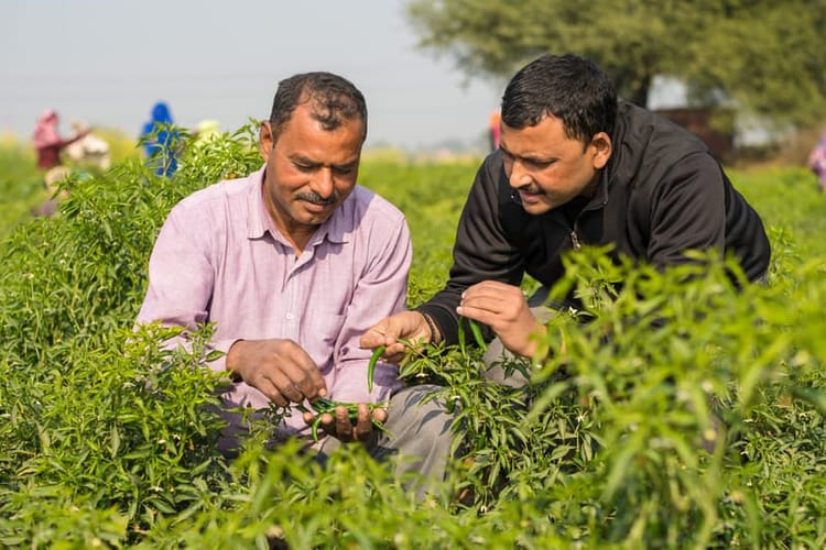 Farmer in Chilli Crop Field