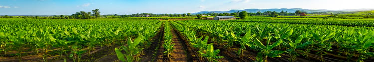 Banner Water-Saving Techniques for Banana Farmers