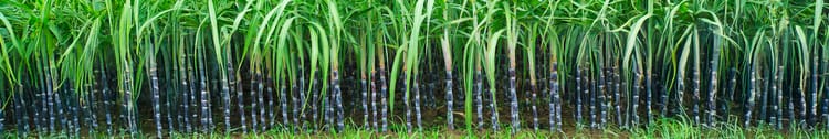 Banner Sugarcane Planting Methods & How Drip Irrigation Makes a Difference