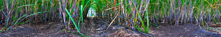 Banner Complete Guide to Drip Irrigation for Sugarcane in India