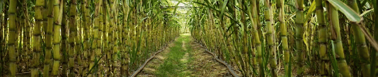 Banner The Link Between Yield and Sugar Recovery