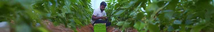 Banner Choosing the Right Micro Drip Irrigation System for Vegetable Farming in India