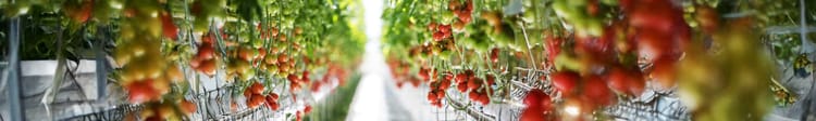 Banner Protected Cultivation Solutions: Making Every Drop and Every Plant Count
