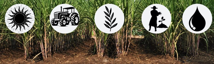 Modernising Agriculture: Crop Cultivation with the Latest Innovations in Modern Methods of Irrigation