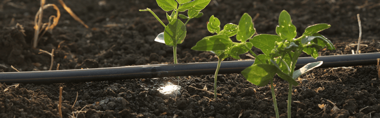 The Future of Farming: Smart Irrigation Solutions